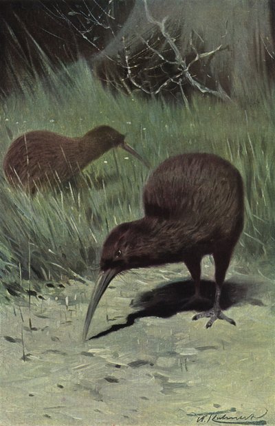 Kiwi von after Wilhelm Kuhnert