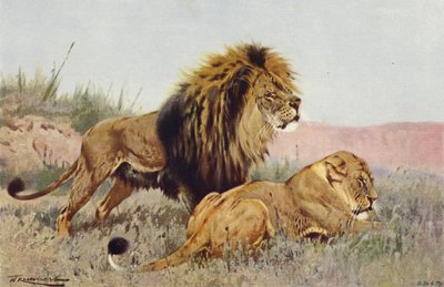 Löwe und Löwin von after Wilhelm Kuhnert