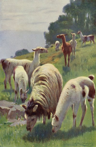 Lama von after Wilhelm Kuhnert