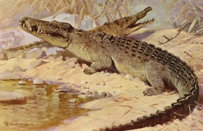 Nilkrokodil von after Wilhelm Kuhnert
