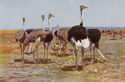Somali-Strauß von after Wilhelm Kuhnert