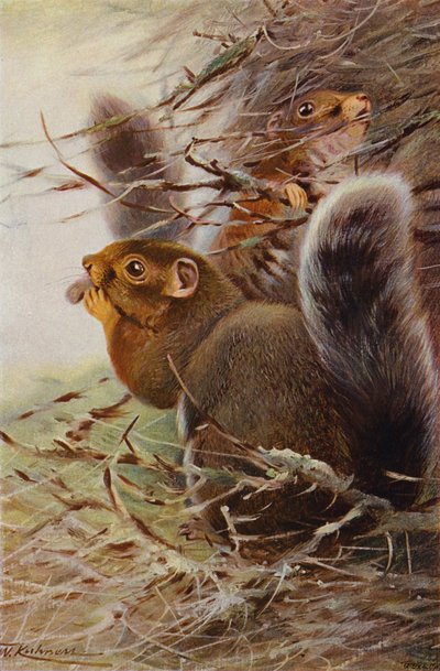 St. Paul Eichhörnchen von after Wilhelm Kuhnert