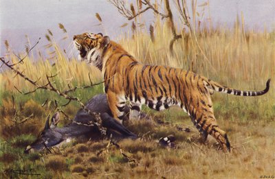 Tiger von after Wilhelm Kuhnert