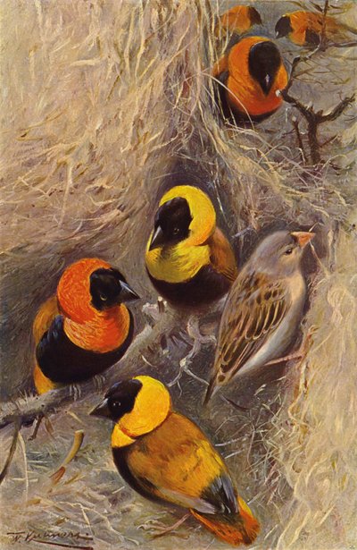 Webervögel von after Wilhelm Kuhnert