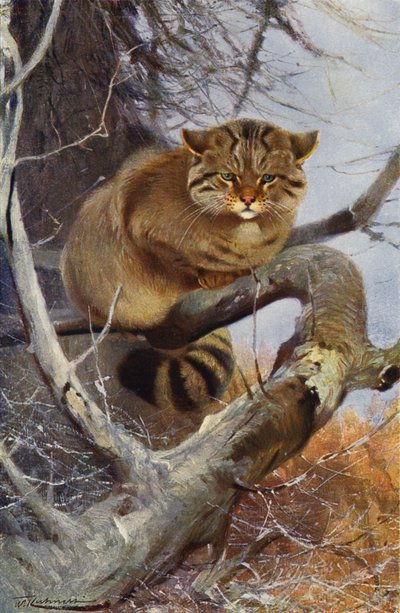 Wildkatze von after Wilhelm Kuhnert