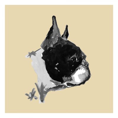 Ausdrucksvolles Boston Terrier Porträt von cartissi