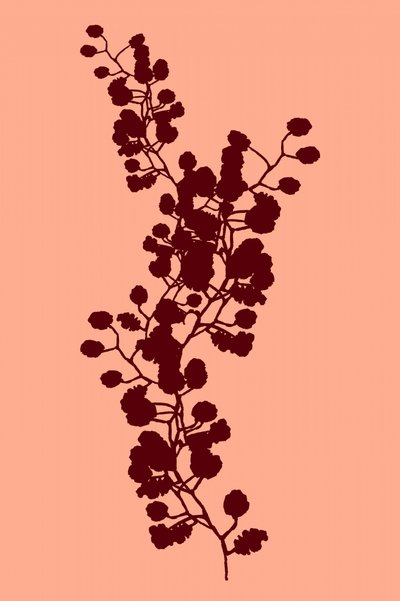 Pfirsichfarbene botanische Silhouette von cartissi