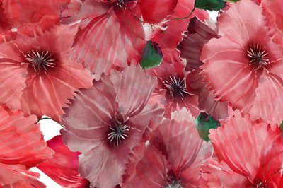 Lebendige rote Mohnblumen von cartissi
