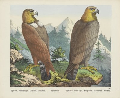 Goldadler von firma Joseph Scholz