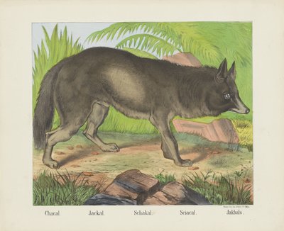 Schakal von firma Joseph Scholz