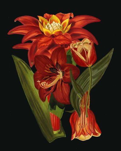 Elegante botanische Blüten von giovanna nicolo