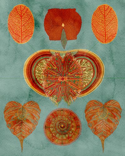 Komplexes botanisches Arrangement von giovanna nicolo