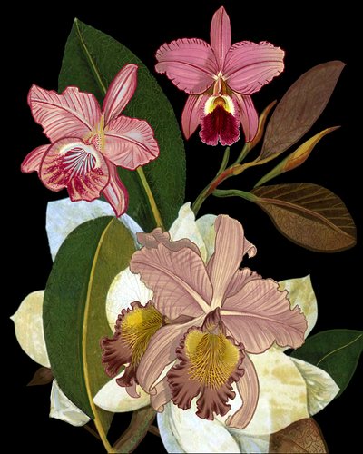 Orchideen und Magnolien von giovanna nicolo