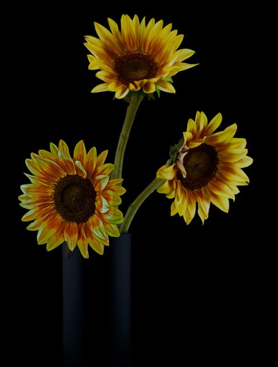 Goldene Sonnenblumenanordnung von jlloydphoto