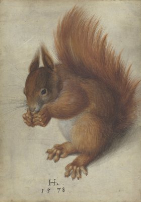 Red Squirrel von Hans Hoffmann