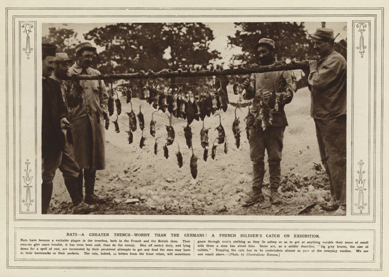 Ratten, eine größere Schützengraben-Plage als die Deutschen! Ein Fang eines französischen Soldaten zur Ausstellung (s/w Foto) von (after) English photographer