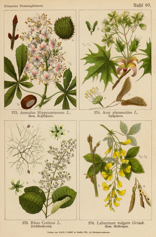 Aesculus Hippocastanum, Acer Platanoides, Rhus Cotinus, Laburnum Vulgare (Farblithografie) von (after) German School