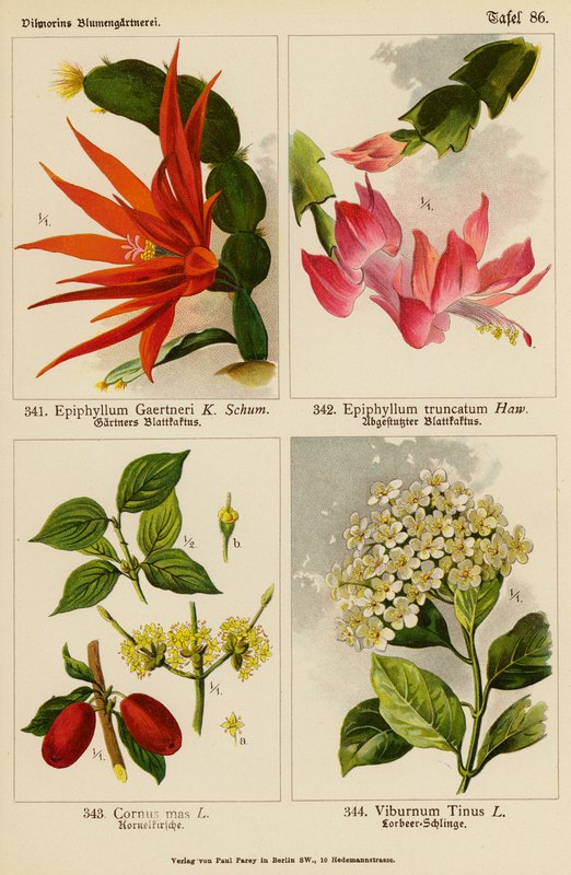 Epiphyllum Gaertneri, Epiphyllum Truncatum, Cornus Mas, Viburnum Tinus (Farblithografie) von (after) German School