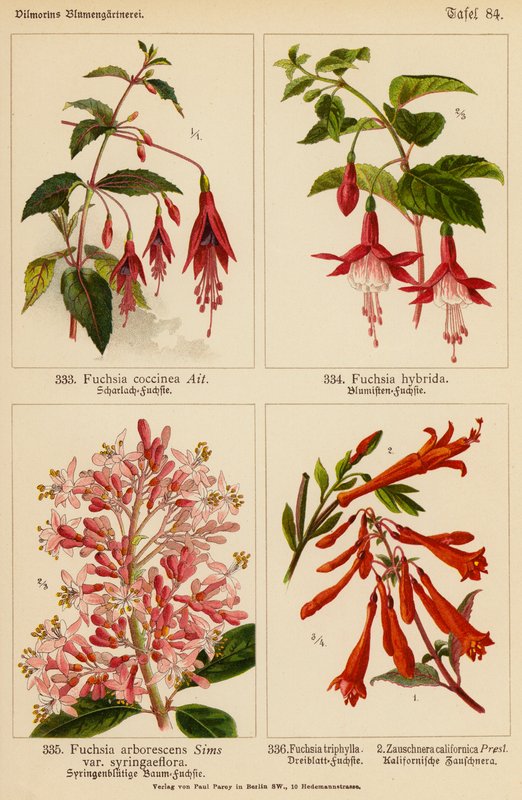 Fuchsia Coccinea, Fuchsia Hybrida, Fuchsia Arborescens, Fuchsia Triphylla, Zauschnera Californica von (after) German School