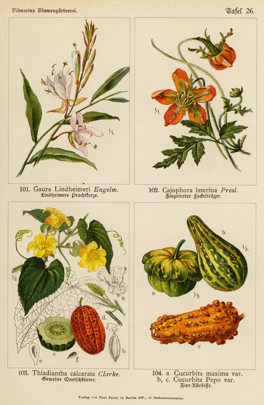 Gaura Lindheimeri, Cajophora Lateritia, Thladiantha Calcarata, Cucurbita Maxima, Cucurbita Pepo von (after) German School