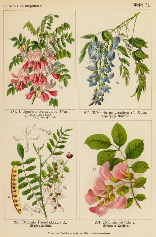 Indigofera Gerardiana, Wistaria Polystachya, Robinia Pseud-Acacia, Robinia Hispida von (after) German School