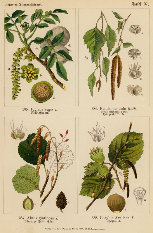 Juglans Regia, Betula Pendula, Alnus Glutinosa, Corylus Avellana von (after) German School