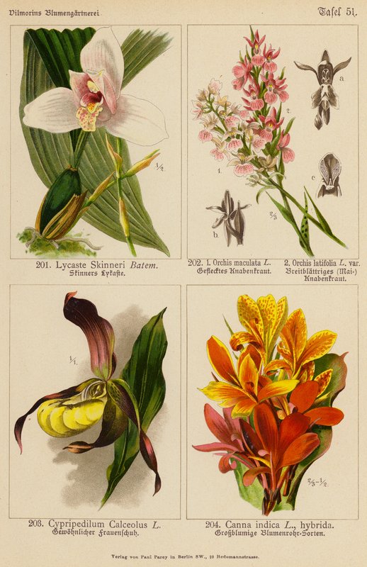 Lycaste Skinneri, Orchis Maculata, Orchis Latifolia, Cypripedilum Calceolus, Canna Indica (Farblithografie) von (after) German School
