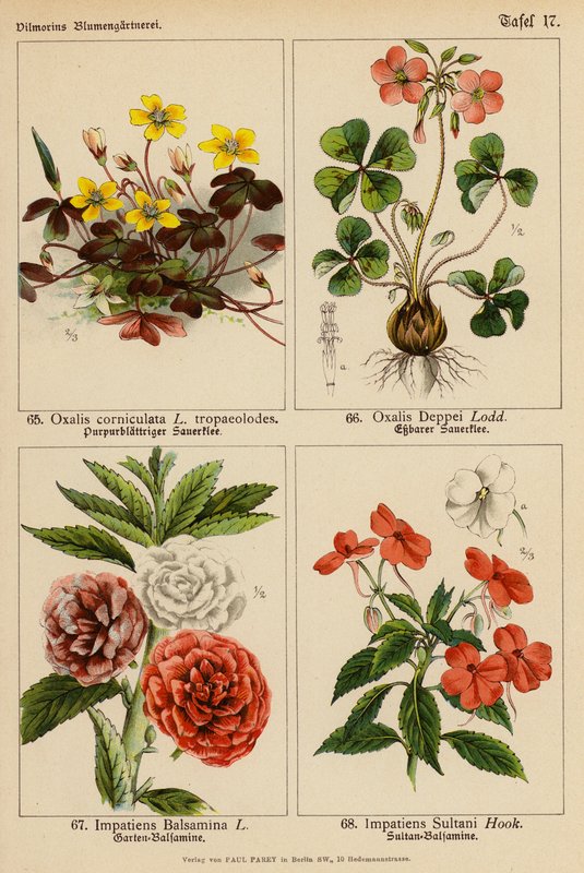 Oxalis Corniculata, Oxalis Deppei, Impatiens Balsamina, Impatiens Sultani von (after) German School