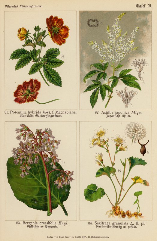 Potentilla Hybrida, Astilbe Japonica, Bergenia Crassifolia, Saxifraga Granulata von (after) German School
