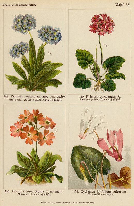 Primula Denticulata, Primula Cortusodes, Primula Rosea, Cyclamen Latifolium Cultorum von (after) German School