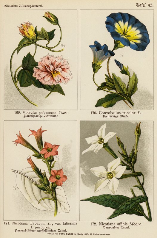 Volvulus Pubescens, Convolvulus Tricolor, Nicotiana Tabacum, Nicotiana Affinis von (after) German School