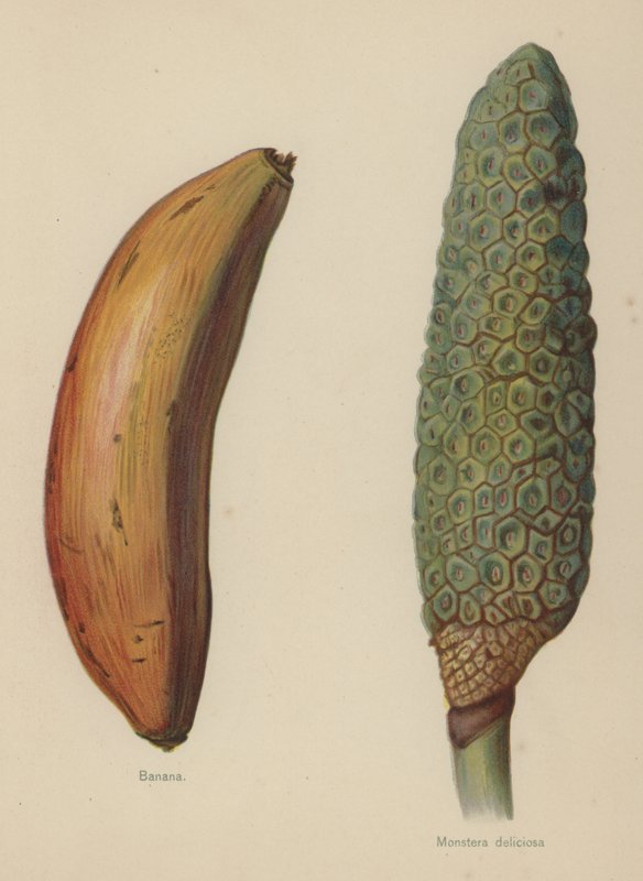 Banane, Monstera deliciosa von English School