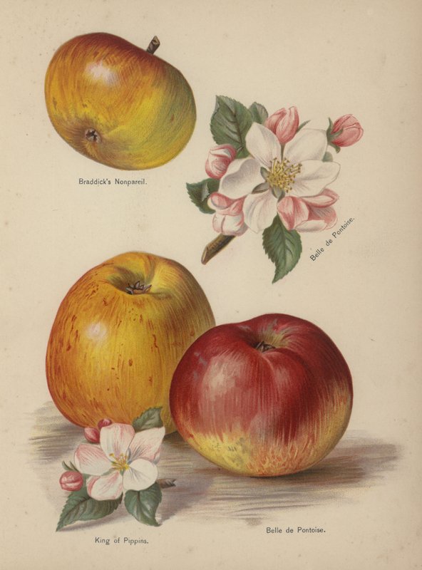 Braddicks Nonpareil, Belle de Pontoise, King of Pippins von English School