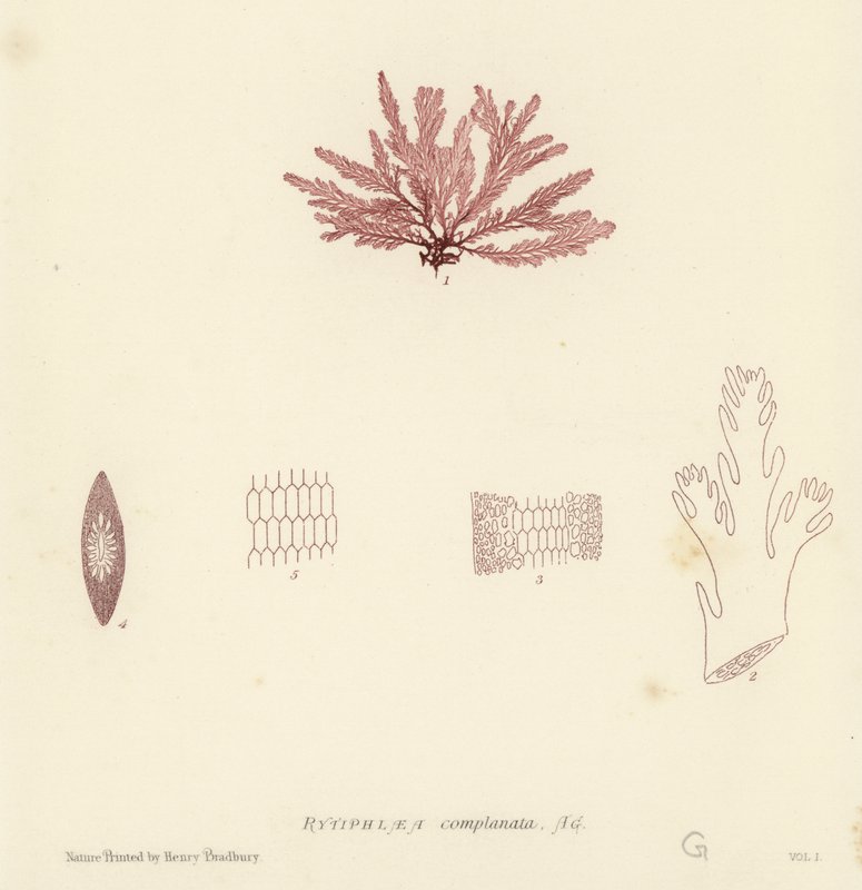 Britischer Seetang (naturgedruckt) von English School