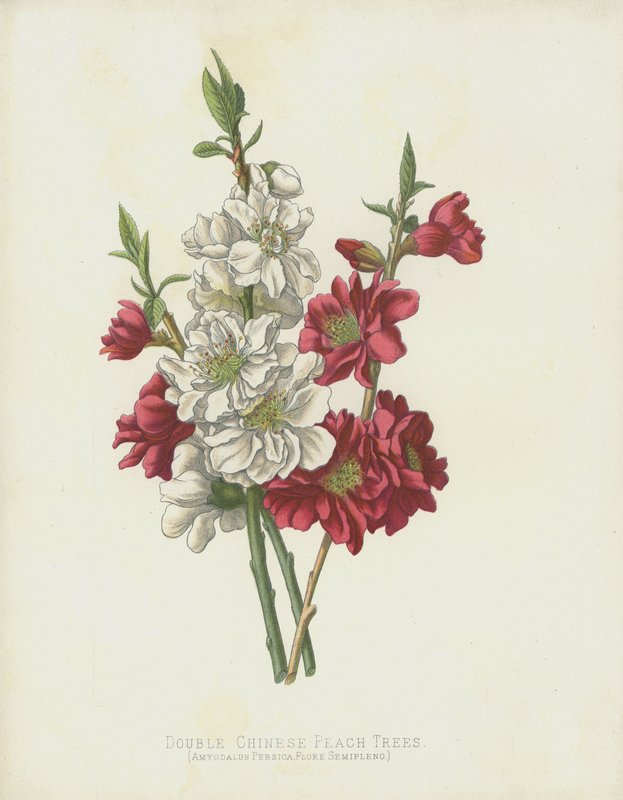 Doppelte Chinesische Pfirsichbäume, Amygdalus Persica; Flore Semipleno von English School