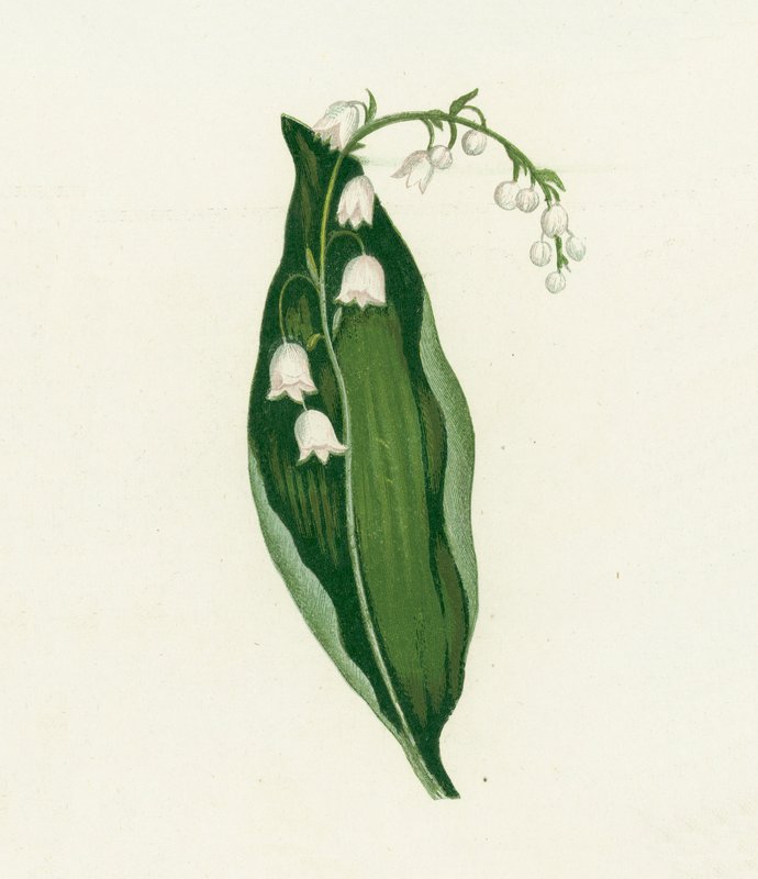 Maiglöckchen, Convallaria Majalis von English School