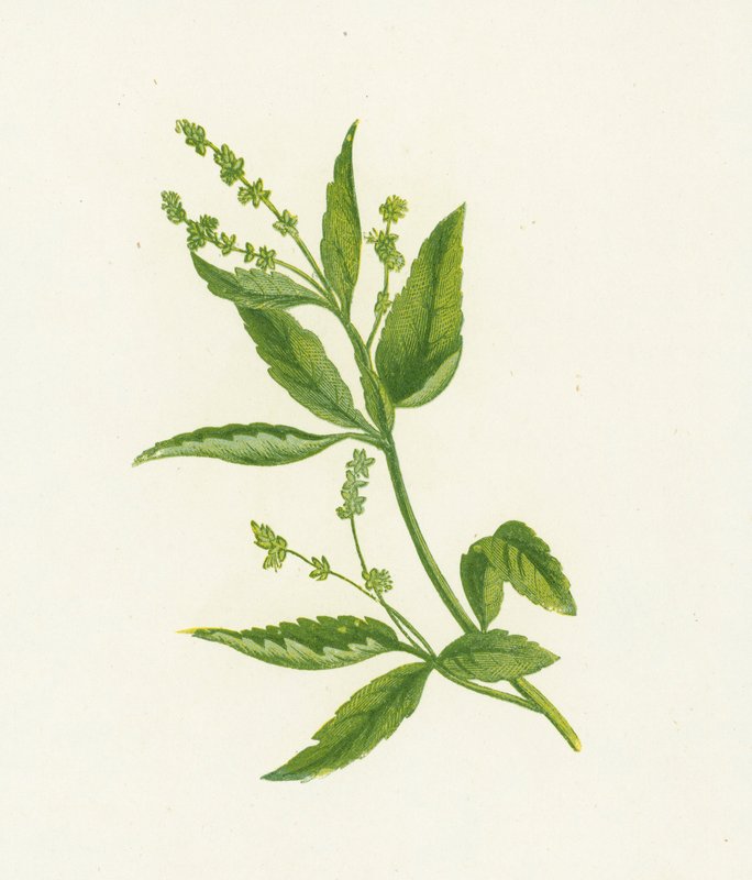 Ausdauernder Bingelkraut, Mercurialis Perennis von English School