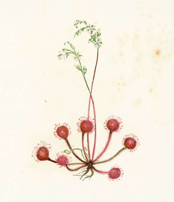 Rundblättriger Sonnentau, Drosera Rotundifolia von English School