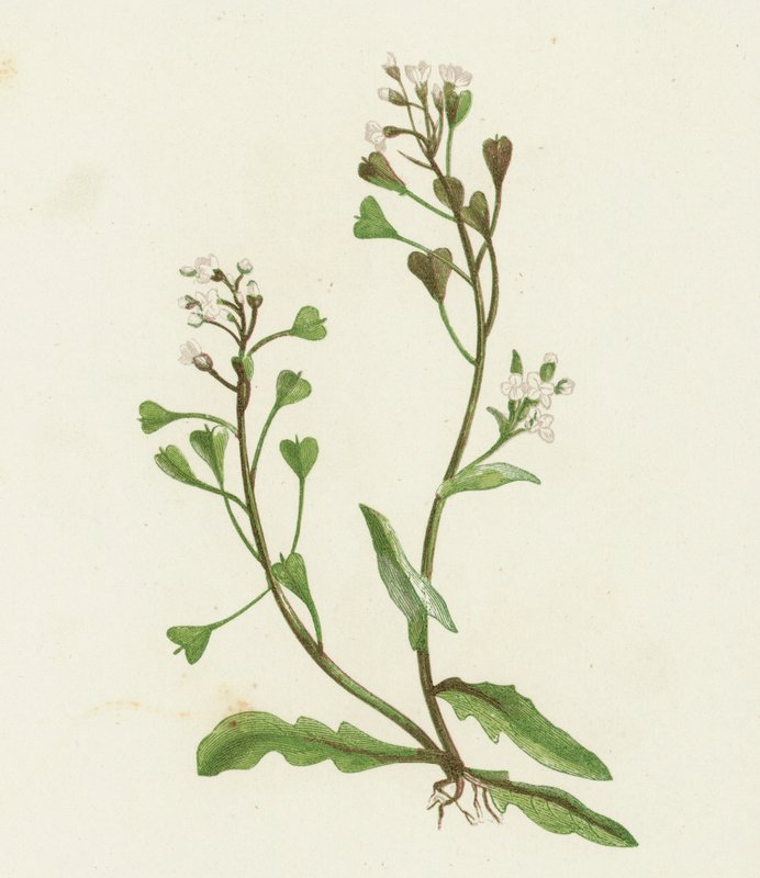 Hirtentäschel, Capsella Bursa-pastoris von English School