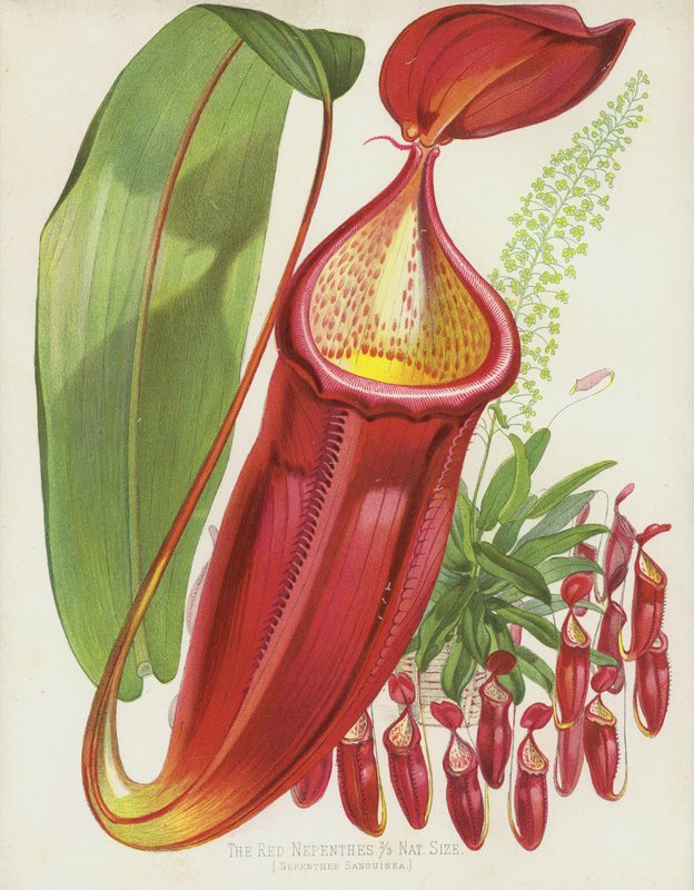 Die Rote Nepenthes, Nepenthes Sanguinea von English School