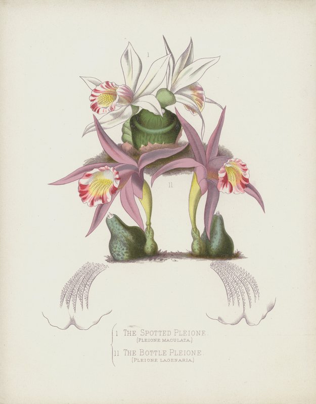 Die Gefleckte Pleione, Pleione Maculata; Die Flaschen-Pleione, Pleione Lagenaria von English School