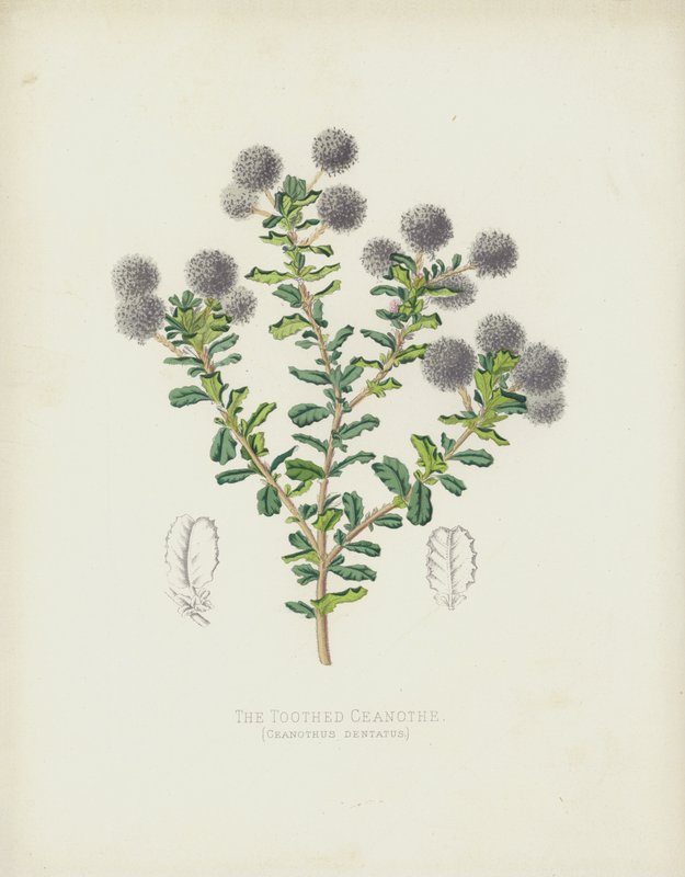 Der Gezahnte Ceanothe, Ceanothus Dentatus von English School