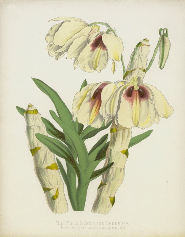 Die Weiße und Blutrote Dendrobe, Dendrobium Albosanguineum von English School