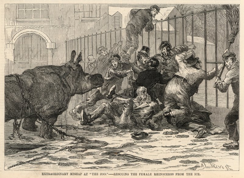 Rettung des weiblichen Nashorns aus dem Eis von Abbé Prévost
