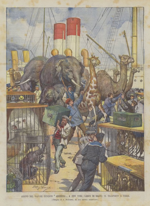 Ankunft des deutschen Dampfers Abissinia in New York mit einer Ladung von Wildtieren, der Transport an Land von Achille Beltrame