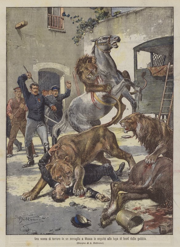 Eine Schreckensszene in einem Zirkus in Moskau nach der Flucht von Löwen aus dem Käfig von Achille Beltrame