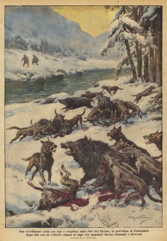 Ein schrecklicher Kampf zwischen Wölfen und Wildschweinen am Ufer des Tacina in der Provinz Catanzaro von Achille Beltrame