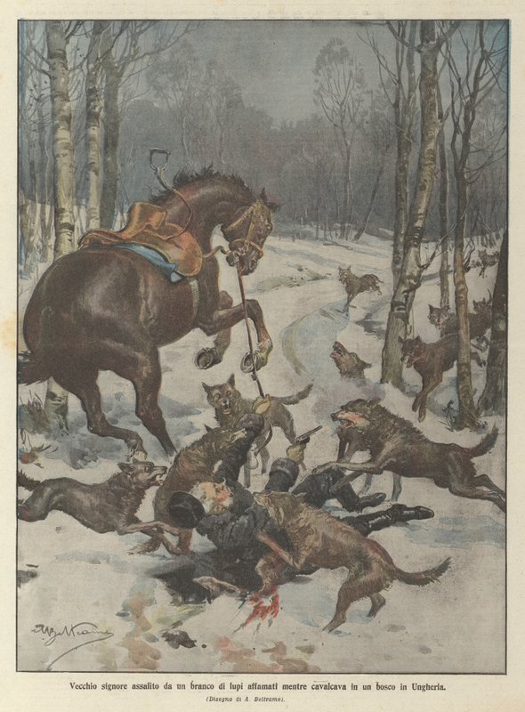 Alter Herr von einem Rudel hungriger Wölfe angegriffen, während er in einem Wald in Ungarn ritt von Achille Beltrame