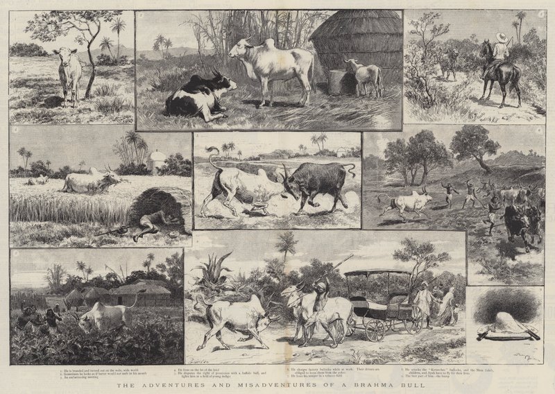 Die Abenteuer und Missgeschicke eines Brahma-Bullen von Adrien Emmanuel Marie
