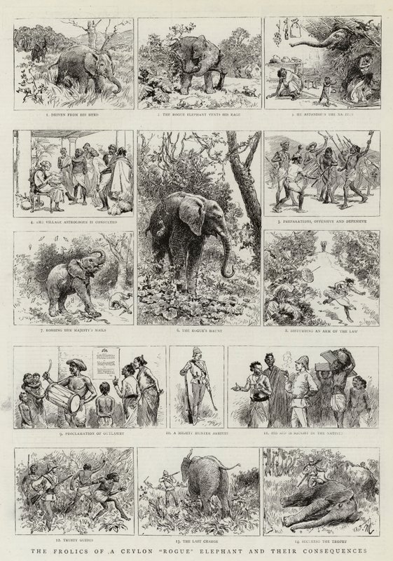 Die Streiche eines Ceylon-Rogue-Elefanten und ihre Folgen von Adrien Emmanuel Marie